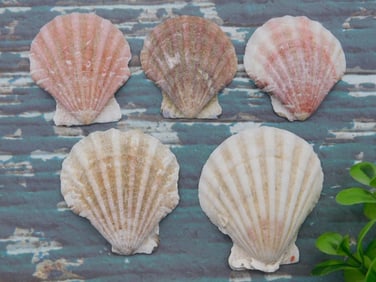 SCALLOP SHELLS