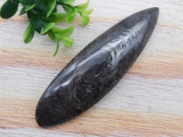 ORTHOCERAS ROCK STONE LAPIDARY SPECIMEN