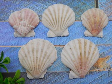 SCALLOP SHELLS
