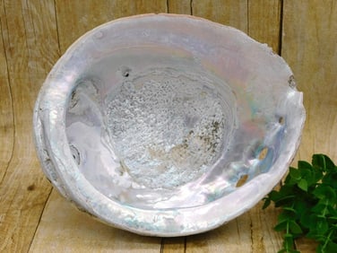 ABALONE SHELL