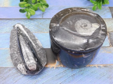 ORTHOCERAS ROCK STONE LAPIDARY SPECIMEN