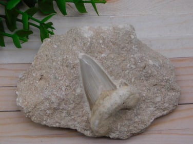 SHARK TOOTH IN MATRIX ROCK STONE LAPIDARY SPECIMEN