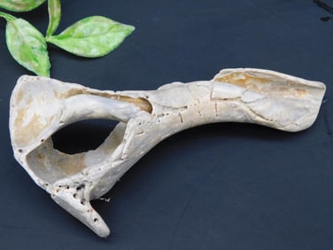 Fossilized Fragment With Natural Hole and Curved Shape