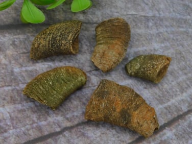 FOSSILS ROCK STONE LAPIDARY SPECIMEN