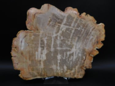 6 POUND PETRIFIED WOOD SLAB ROCK STONE LAPIDARY SPECIMEN