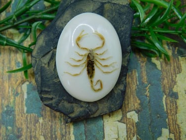 SCORPION CABOCHON ROCK STONE LAPIDARY SPECIMEN