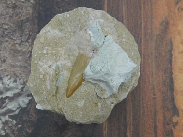 SHARK TOOTH IN MATRIX