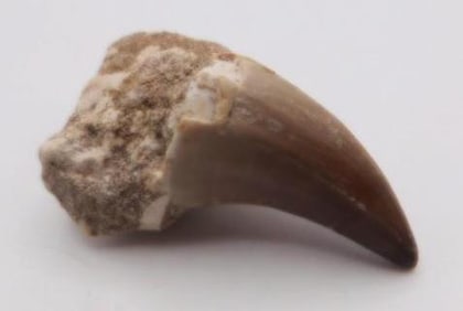 DINOSAUR TOOTH ROCK STONE LAPIDARY SPECIMEN
