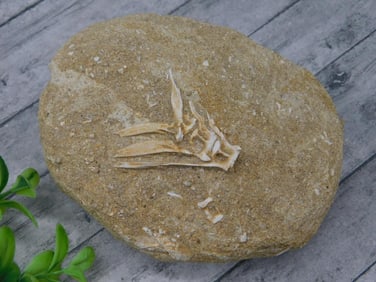 FISH FOSSIL IN MATRIX ROCK STONE LAPIDARY SPECIMEN