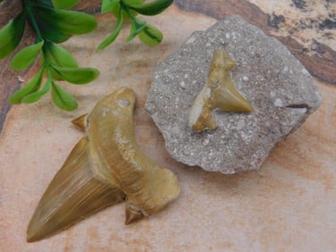 SHARK TEETH ROCK STONE LAPIDARY SPECIMEN