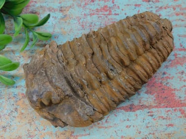 TRILOBITE FOSSIL ROCK STONE LAPIDARY SPECIMEN