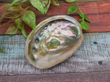 ABALONE SHELL