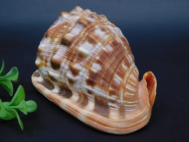 CONCH SHELL