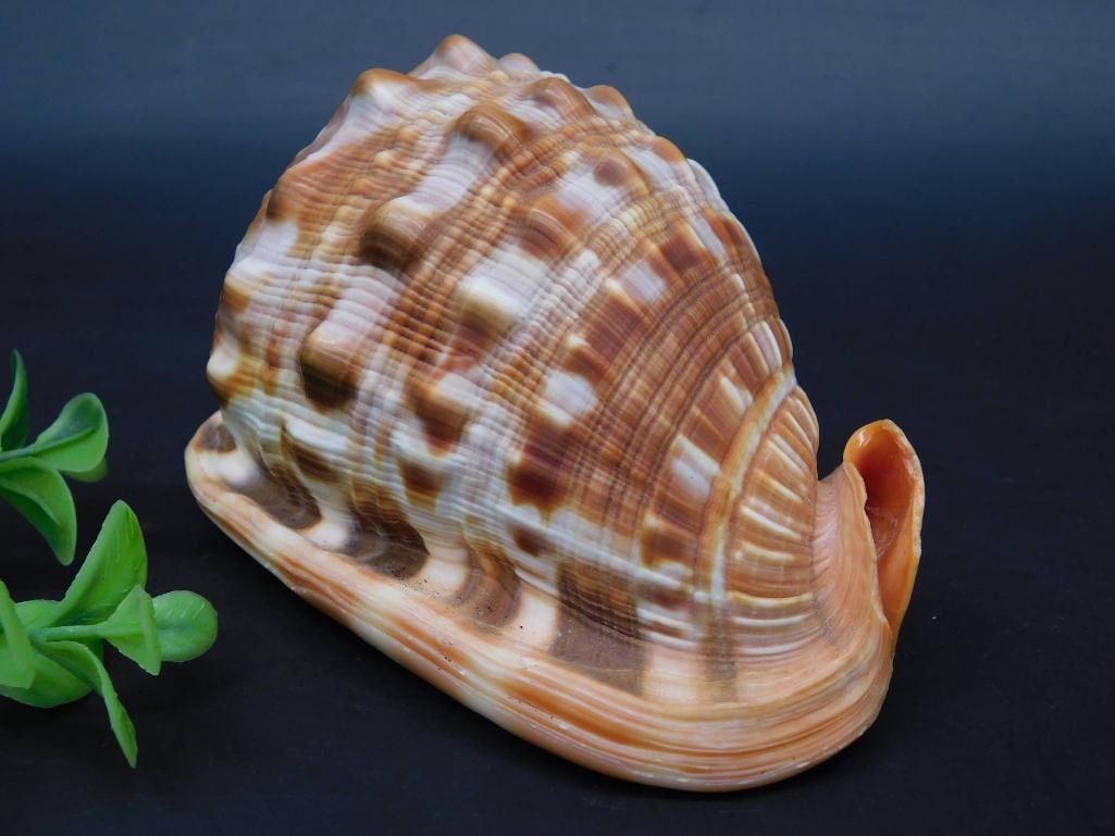 CONCH SHELL: CONCH SHELL