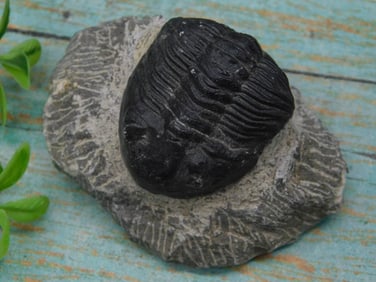 Fossilized Trilobite on Rock Matrix