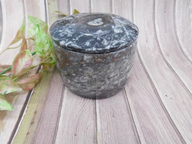 ORTHOCERAS TRINKET BOX Rock Stone Lapidary Specimen