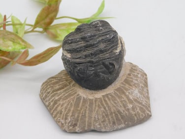 Fossilized Trilobite Specimen on Matrix