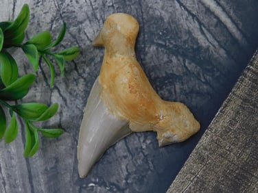 Preserved Fossil Tooth with Attached Sediment