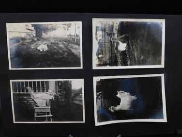 Collection of Four Black-and-White Cat Photographs