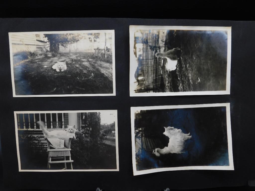 Collection of Four Black-and-White Cat Photographs: This lot includes a black album page featuring four black-and-white photographs depicting cats. The photos show cats in various positions, such as lounging on outdoor furniture and resting in a yard. 