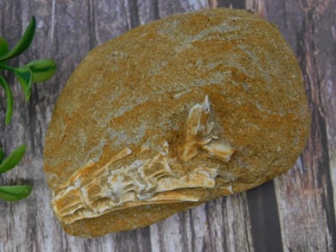 Fossilized Bone Fragment in Sedimentary Rock Stone Lapidary Specimen