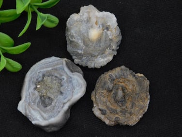 Chalcedony Nobbies Rock Stone Lapidary Specimen