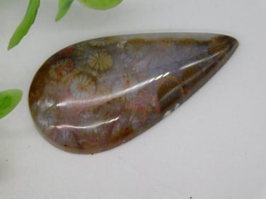 Polished Fossil Coral Gemstone Cabochon
