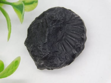 120-Million-Year-Old Ammonite Fossil from Peru