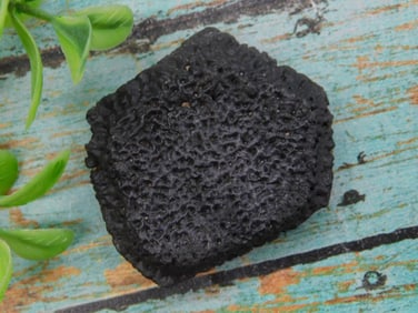 Armadillo Scale Fossil Specimen