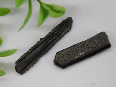 Two Fossilized Trilobite Segments with Label