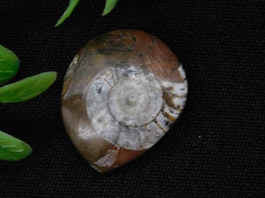 AMMONITE ROCK STONE LAPIDARY SPECIMEN