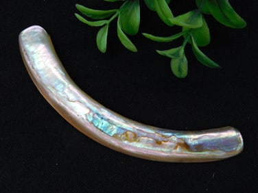 ABALONE ROCK STONE LAPIDARY SPECIMEN