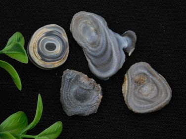 DRUZY CHALCEDONY ROSETTES ROCK STONE LAPIDARY SPECIMEN