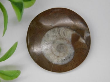 AMMONITE ROCK STONE LAPIDARY SPECIMEN