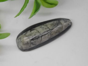 ORTHOCERAS ROCK STONE LAPIDARY SPECIMEN