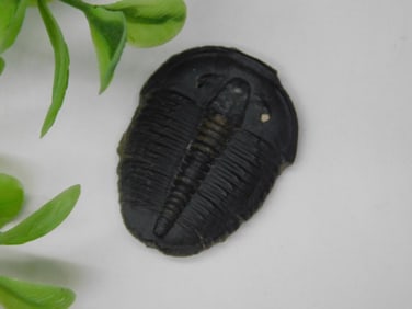 TRILOBITE FOSSIL ROCK STONE LAPIDARY SPECIMEN