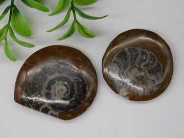 AMMONITE ROCK STONE LAPIDARY SPECIMEN