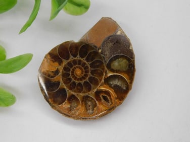 AMMONITE ROCK STONE LAPIDARY SPECIMEN