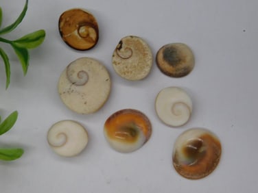 SHIVA STONES ROCK STONE LAPIDARY SPECIMEN