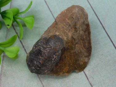 TRILOBITE ROCK STONE LAPIDARY SPECIMEN