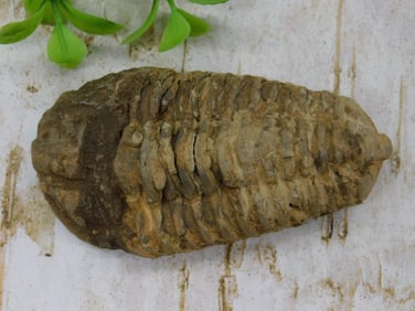 TRILOBITE ROCK STONE LAPIDARY SPECIMEN