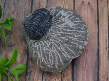 TRILOBITE ROCK STONE LAPIDARY SPECIMEN