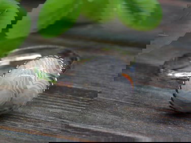 LAGUNA LACE RING ROCK STONE LAPIDARY SPECIMEN