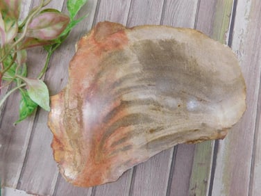 PETRIFIED WOOD SLAB ROCK STONE LAPIDARY SPECIMEN