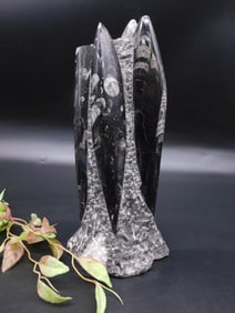 Polished Orthoceras Fossil Specimen