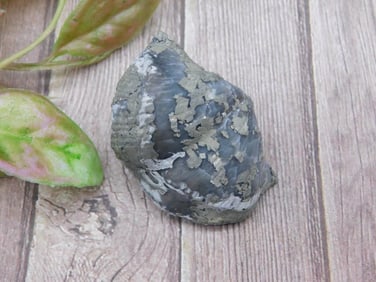 Fossilized Brachiopod Rock Stone Lapidary Specimen