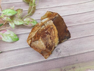 Petrified Wood Specimen With Measurement