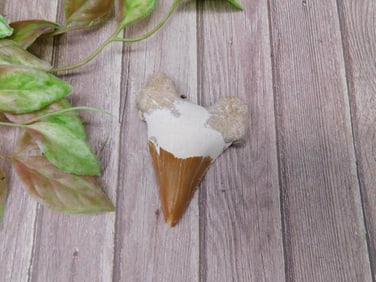 Fossilized Shark Tooth with Matrix Display