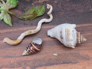 Set of Three Sea Shells With Varied Designs