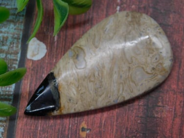 Polished Teardrop-Shaped Petrified Palm Wood Cabochon